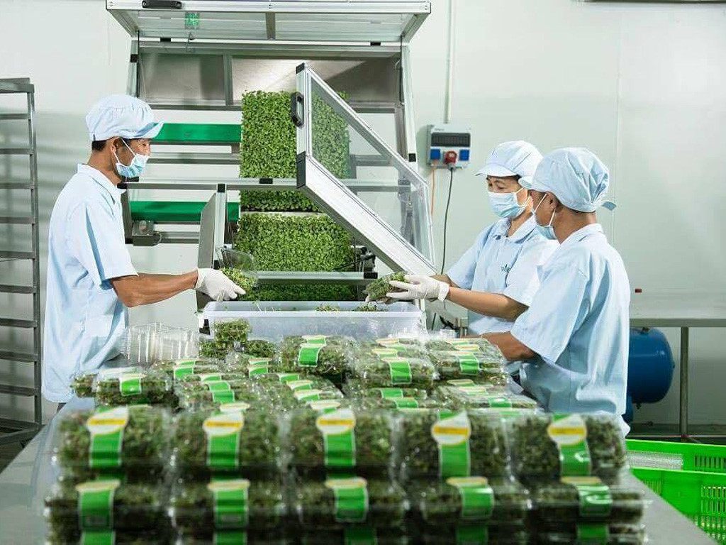 Thực tập sinh Nông nghiệp (Trồng, Thu hoạch, Đóng gói rau củ) tại Fukuoka, Nhật Bản - Thu nhập từ 20 Man - Đi làm 4 - 6 tháng sau trúng tuyển