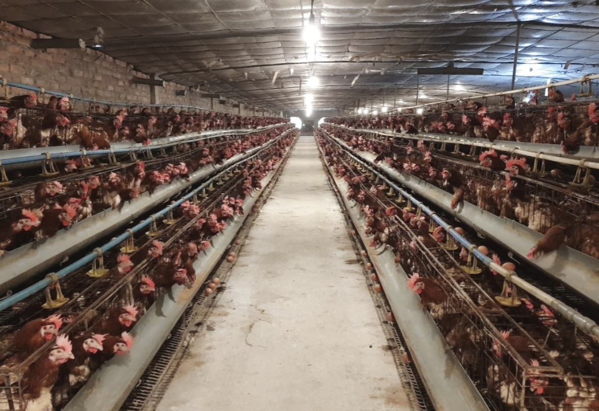 Hình ảnh đơn hàng