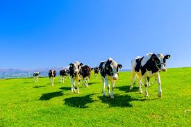 Hình ảnh đơn hàng 2