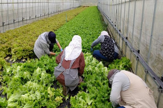 2 Nữ TTS - Trồng trọt và Thu hoạch rau màu (xà lách, bắp cải,...)