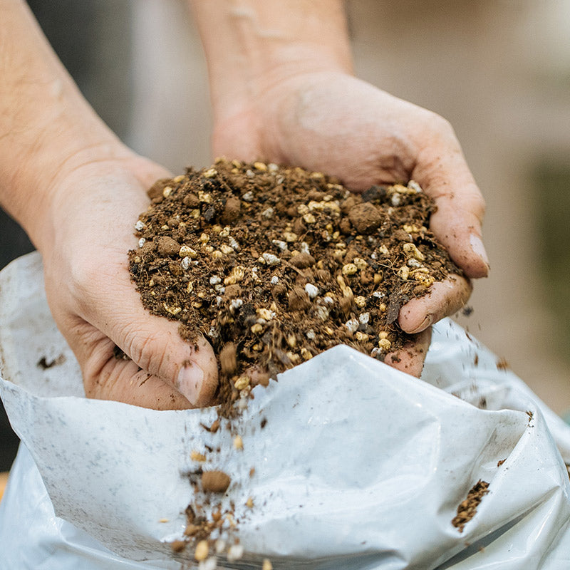 GOOD SOIL 観葉植物の土 10L