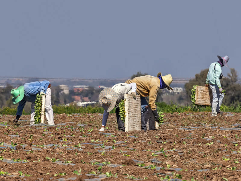 Visa Kỹ Năng Đặc Định: Điều Kiện, Hồ Sơ, Chi Phí Mới Nhất 2025